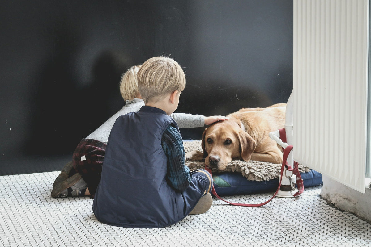 Amis à fourrure pour toujours Un guide pour aider les enfants à surmo Amis Pour Toujours France