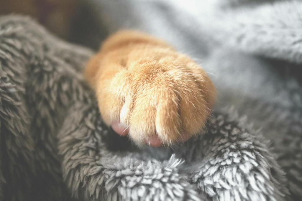Que faire des cendres de votre animal de compagnie 
