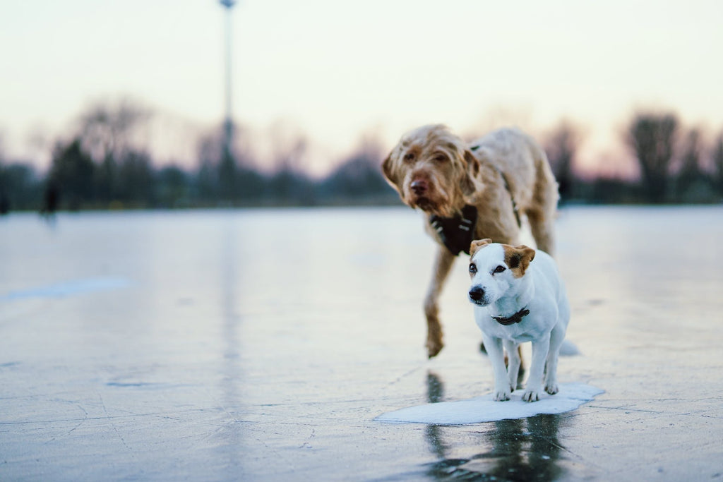 Soins de fin de vie des animaux de compagnie - Guide complet