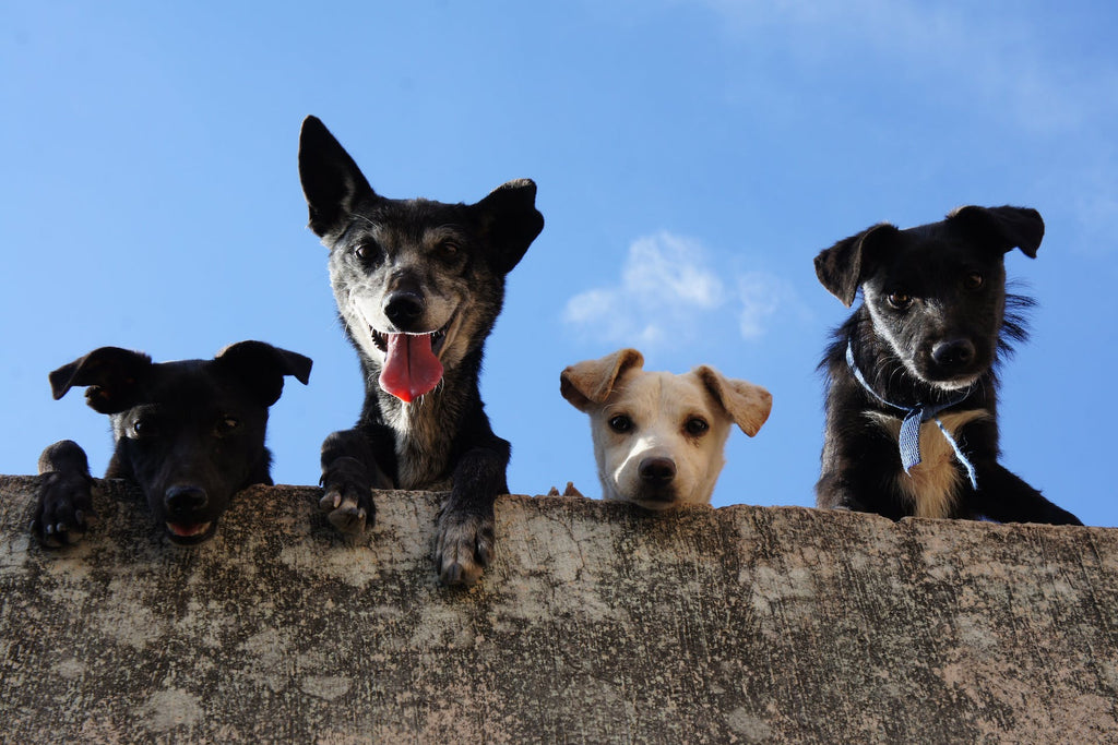 Guide des tailles d'animaux - Choisir la bonne urne pour animaux de compagnie