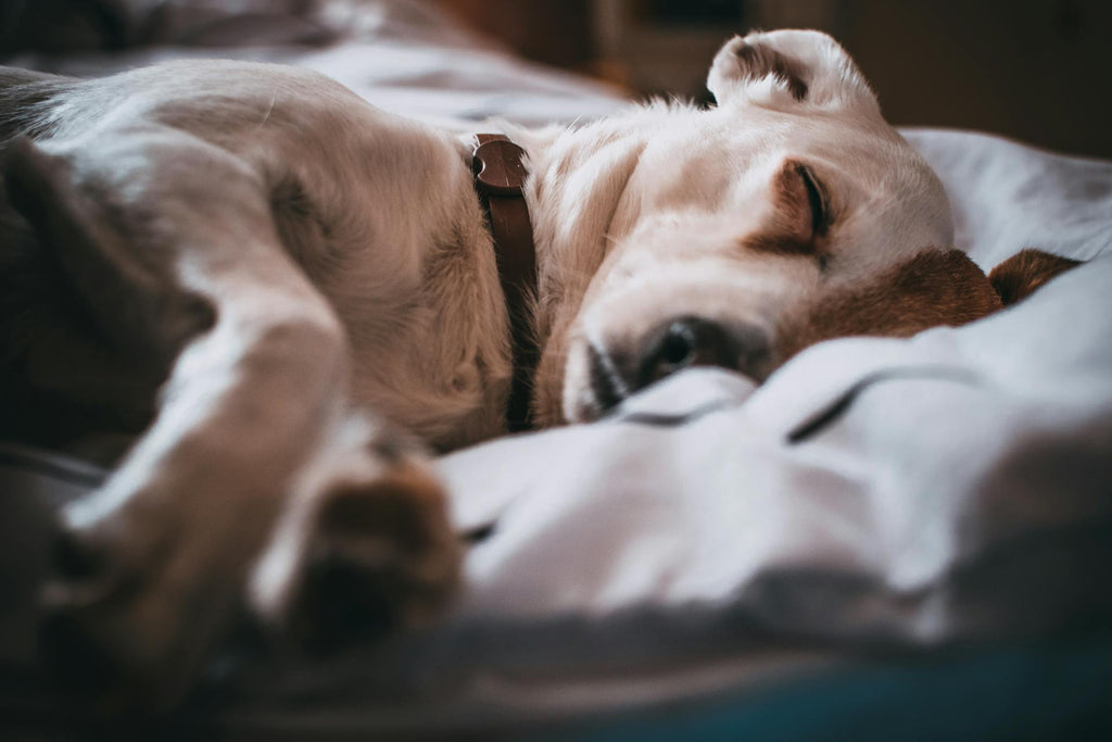 Comment la crémation de mon chien m’a aidé à dire adieu