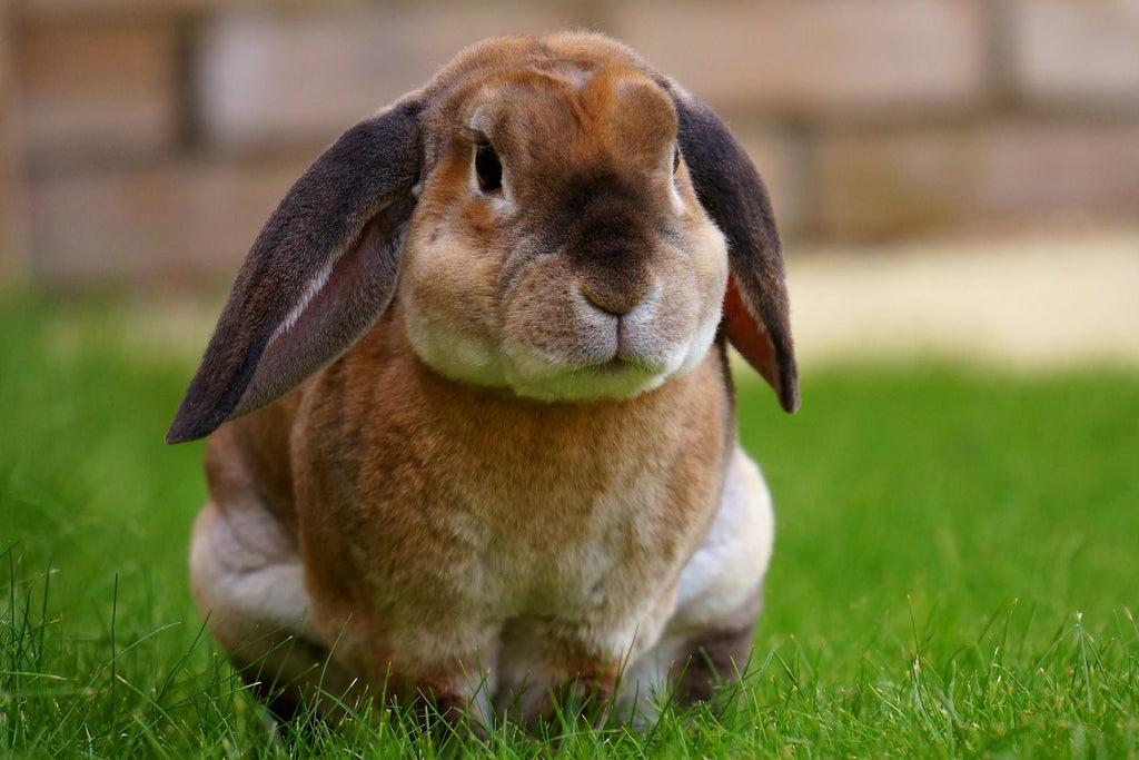 Combien coûte l'incinération d'un lapin?