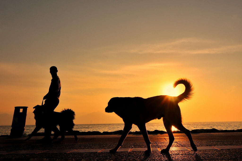 Que faire lorsque un grand chien décède à la maison ?