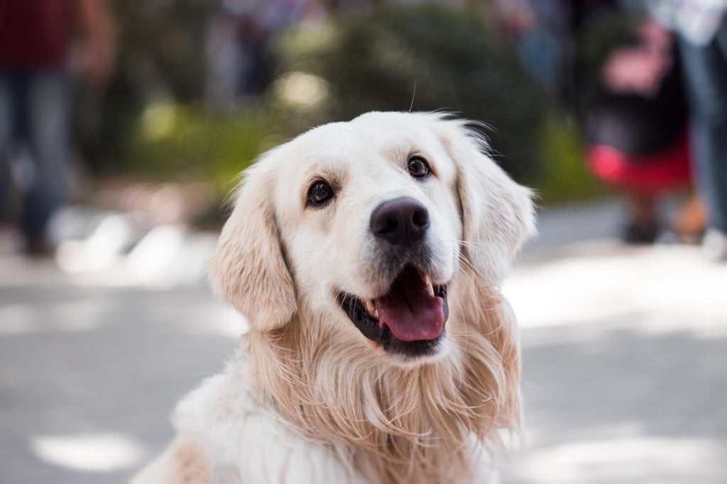 Comprendre l'incinération des animaux de compagnie en France